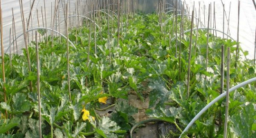 Jak pěstovat a pečovat o cukety v polykarbonátovém skleníku